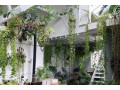 hanging-plants-to-enhance-the-beauty-of-your-home-small-1