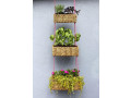 hanging-plants-to-enhance-the-beauty-of-your-home-small-3