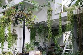 hanging-plants-to-enhance-the-beauty-of-your-home-big-1