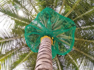 Coconut Tree Net Fixing in Bangalore | Call "Menorah CocoNets" - 6362539199